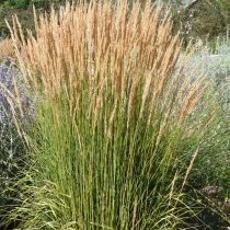Вейник остроцветковый (Calamagrostis x acutiflora) Вейник остроцветковый (Calamagrostis x acutiflora)
