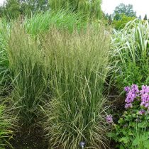 Вейник «Овердам» (Calamagrostis x acutiflora ‘Overdam’) Вейник «Овердам» (Calamagrostis x acutiflora ‘Overdam’)