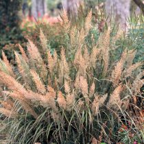 Вейник коротковолосистый (Calamagrostis brachytricha) Вейник коротковолосистый (Calamagrostis brachytricha)