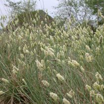 Сеслерия блестящая (Sesleria nitida) Сеслерия блестящая (Sesleria nitida)