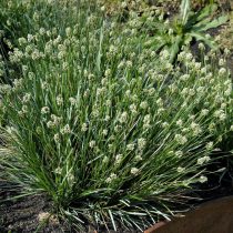 Сеслерия голубая (Sesleria caerulea) Сеслерия голубая (Sesleria caerulea)