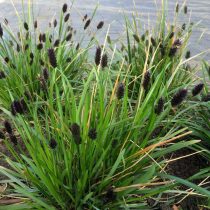 Сеслерия черноцветковая (Sesleria Heufleriana) Сеслерия черноцветковая (Sesleria Heufleriana)