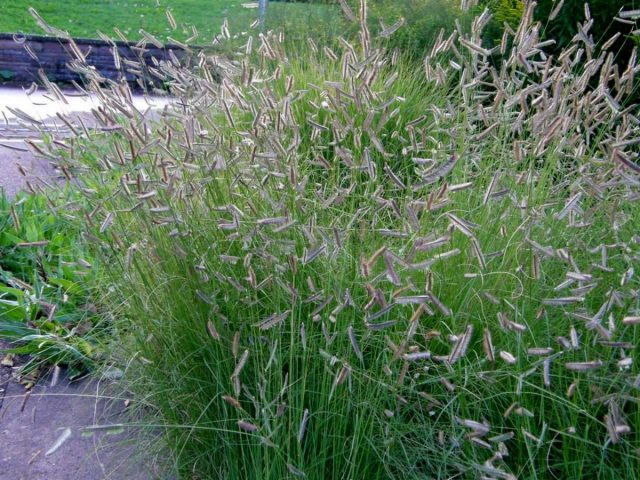 Бутелуа изящная (Bouteloua gracilis) Бутелуа изящная (Bouteloua gracilis)
