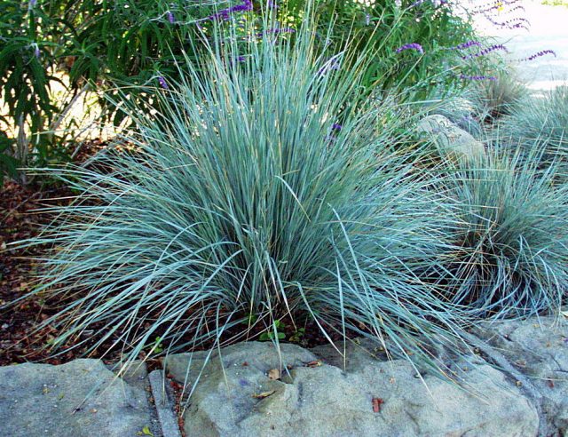 Овсянница сизая (Helictotrichon sempervirens), сорт «Бадди Блу» (Buddy Blue) Овсянница сизая (Helictotrichon sempervirens), сорт «Бадди Блу» (Buddy Blue)