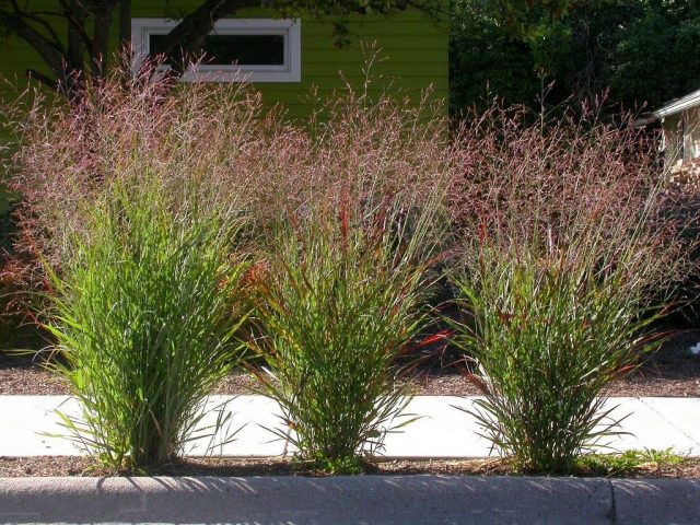 Просо прутьевидное (Panicum Virgatum), сорт «Шенандоа» (Shenandoah) Просо прутьевидное (Panicum Virgatum), сорт «Шенандоа» (Shenandoah)