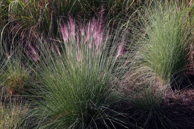 Молиния голубая (Molinia caerulea) Молиния голубая (Molinia caerulea)