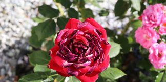 Декоративные цветы и изменения климата