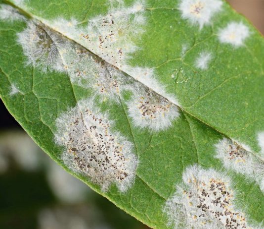 Грибные болезни на цветах и овощах