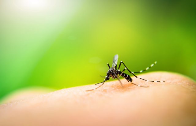 Защита от комаров и других кровососущих на отдыхе