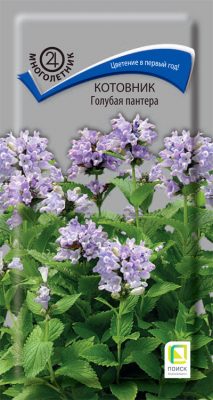 Котовник «Голубая пантера» Котовник «Голубая пантера»