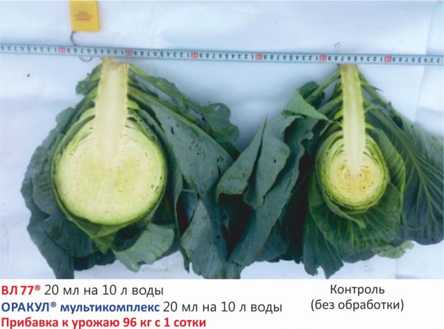 Применение препаратов серии «Оракул» и «ВЛ 77» при выращивании капусты