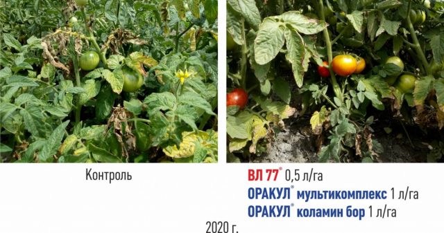 Применение «Коламин Бор» «ВЛ 77» «Оракул мультикомплекс»
