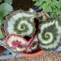 Бегония рекс, или Бегония королевская (Begonia rex), сорт «Эскарго» (Escargot) Бегония рекс, или Бегония королевская (Begonia rex), сорт «Эскарго» (Escargot)