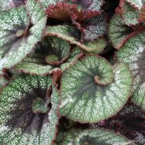 Бегония рекс, или Бегония королевская (Begonia rex), сорт «Рокхарт» (Rocheart) Бегония рекс, или Бегония королевская (Begonia rex), сорт «Рокхарт» (Rocheart)