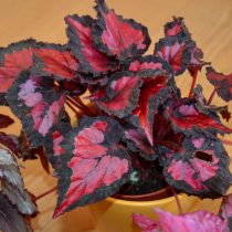 Бегония рекс, или Бегония королевская (Begonia rex), сорт «Инка Найт» (Inca Night) Бегония рекс, или Бегония королевская (Begonia rex), сорт «Инка Найт» (Inca Night)