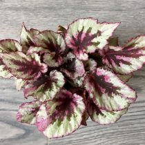 Бегония рекс, или Бегония королевская (Begonia rex), сорт «Ивнинг Глоу» (Evening Glow) Бегония рекс, или Бегония королевская (Begonia rex), сорт «Ивнинг Глоу» (Evening Glow)