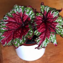 Бегония рекс, или Бегония королевская (Begonia rex), сорт «Мэрри Кристмас» (Merry Christmas) Бегония рекс, или Бегония королевская (Begonia rex), сорт «Мэрри Кристмас» (Merry Christmas)
