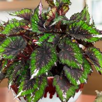 Бегония рекс, или Бегония королевская (Begonia rex), сорт «Билиф Африкан Джангл» (Beleaf African Jungle) Бегония рекс, или Бегония королевская (Begonia rex), сорт «Билиф Африкан Джангл» (Beleaf African Jungle)