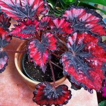 Бегония рекс, или Бегония королевская (Begonia rex), сорт «Рэд Робин» (Red Robin) Бегония рекс, или Бегония королевская (Begonia rex), сорт «Рэд Робин» (Red Robin)