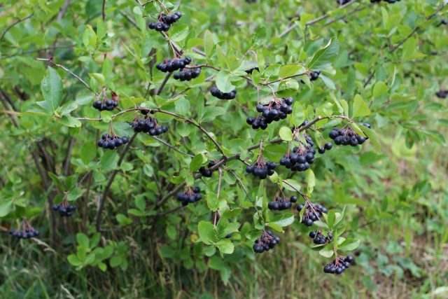 Рябина черноплодная, или Арония черноплодная, или Черная рябина (Aronia melanocarpa) Рябина черноплодная, или Арония черноплодная, или Черная рябина (Aronia melanocarpa)