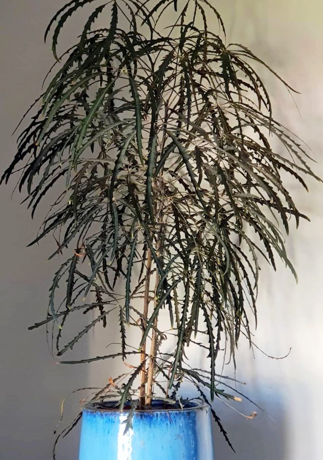 Дизиготека элегантная (Dizygotheca elegantissima), или Шеффлера элегантная (Schefflera elegantissima) Дизиготека элегантная (Dizygotheca elegantissima), или Шеффлера элегантная (Schefflera elegantissima)