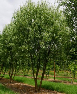 Ива Матсудана тортуоза (Salix matsudana var. tortuosa) Ива Матсудана тортуоза (Salix matsudana var. tortuosa)