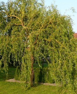 Ива Матсудана эритрофлексуоза (Salix matsudana var. erythroflexuosa) Ива Матсудана эритрофлексуоза (Salix matsudana var. erythroflexuosa)