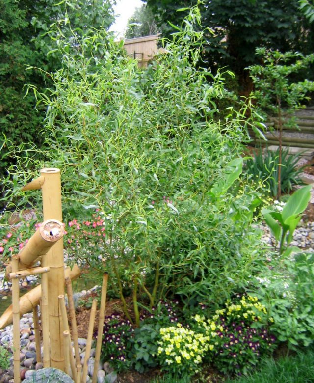 Ива Матсудана предпочитает регулярный полив в первый год после посадки, в дальнейшем — в жару и засуху Ива Матсудана предпочитает регулярный полив в первый год после посадки, в дальнейшем — в жару и засуху