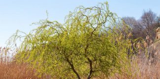 Ива Матсудана — ажурная красавица для вашего сада
