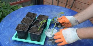 Обрабатываем нижнюю часть черенка корнестимулирующим препаратом. В грунте делаем небольшие лунки и высаживаем черенки под наклоном примерно 45°.