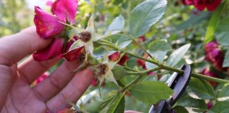 Обрезка плетистой розы