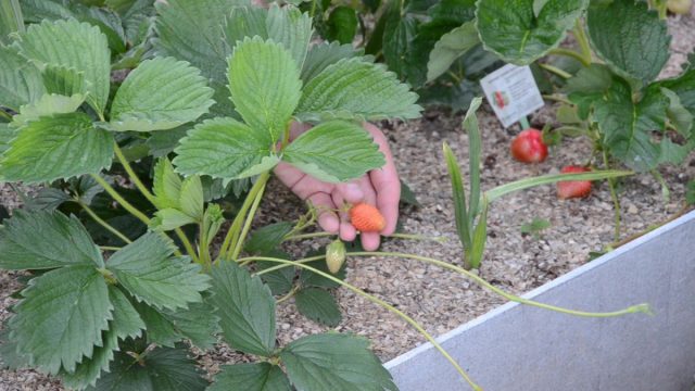 Как правильно размножать клубнику с помощью усов? Как правильно размножать клубнику с помощью усов?