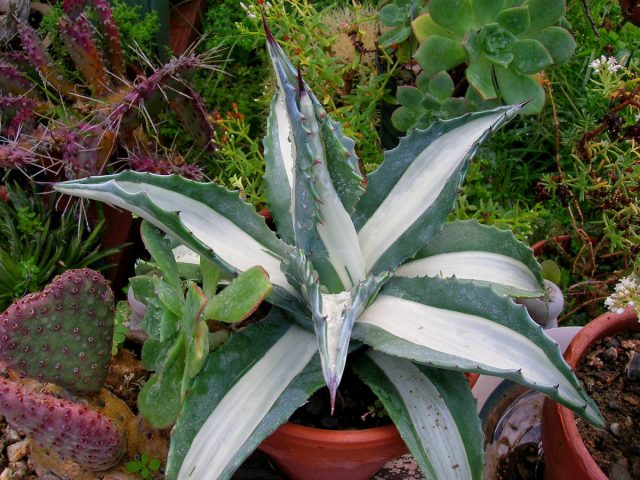 Агава американская (Agave americana) Агава американская (Agave americana)