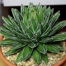 Агава королевы Виктории (Agave victoriae-reginae) Агава королевы Виктории (Agave victoriae-reginae)