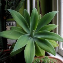 Агава оттянутая (Agave attenuata) Агава оттянутая (Agave attenuata)