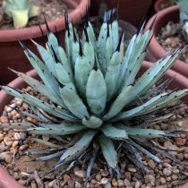 Агава широкоокаймленная (Agave macroacantha) Агава широкоокаймленная (Agave macroacantha)