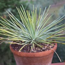 Агава сжатая (Agave stricta) Агава сжатая (Agave stricta)