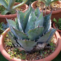 Агава парраская (Agave parrasana) Агава парраская (Agave parrasana)