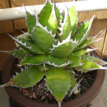 Агава страшная (Agave horrida) Агава страшная (Agave horrida)