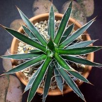 Агава страшная (Agave horrida) Агава нитеносная (Agave filifera)