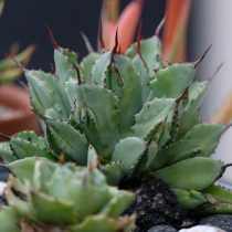 Агава пьяниц (Agave potatorum) Агава пьяниц (Agave potatorum)