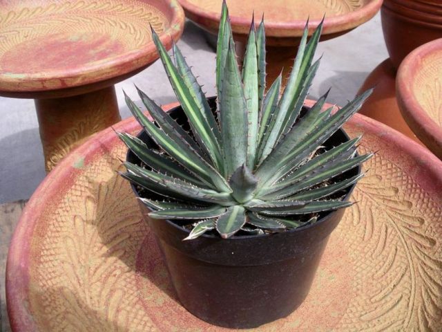 Агава Функа (Agave funkiana) Агава Функа (Agave funkiana)