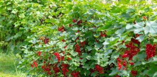 Кустарники здоровья — целебные смородины