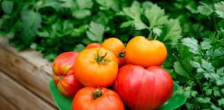 Мои секреты выращивания отличных томатов