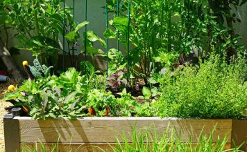 Овощное общежитие — мой опыт смешанных и конвейерных посадок