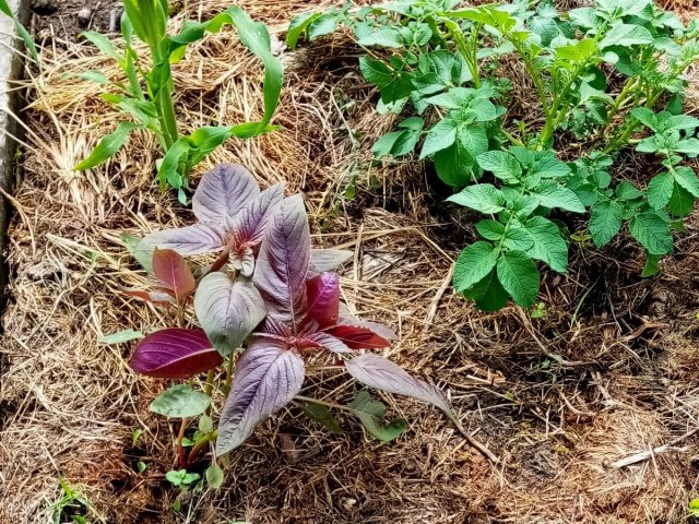 Северную часть бахчи прикроют амарант и кукуруза Северную часть бахчи прикроют амарант и кукуруза
