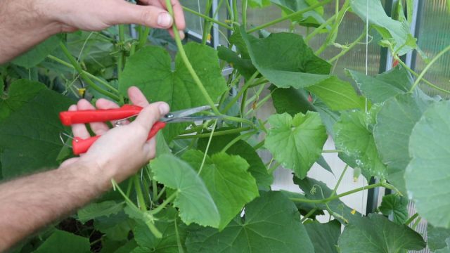 Продолжаем формировать огурцы: какие листья, пасынки, усы удалять Продолжаем формировать огурцы: какие листья, пасынки, усы удалять