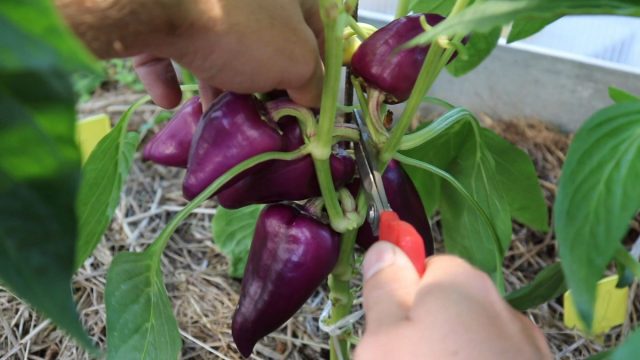 лучше срезать плоды, растущие внутрь куста, пока они еще находятся в стадии технической спелости лучше срезать плоды, растущие внутрь куста, пока они еще находятся в стадии технической спелости