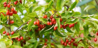 Российские лохи — будущие конкуренты облепихи?