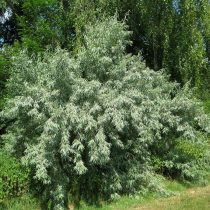 Лох узколистный (Elaeagnus angustifolia) Лох узколистный (Elaeagnus angustifolia)